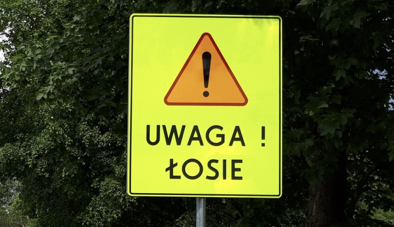 Znak ostrzegający przed łosiami, fot. Ewelina Buczyńska