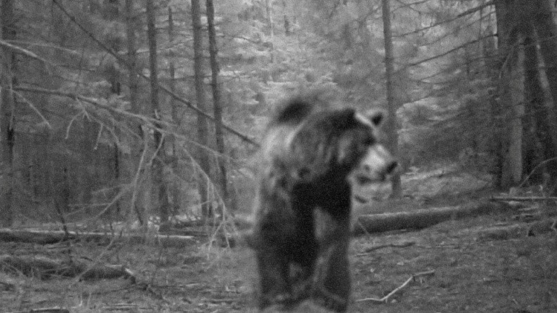 1.04.2025, fot. Wigierski Park Narodowy