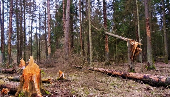 Puszcza Białowieska, fot. Aneta Gałaburda