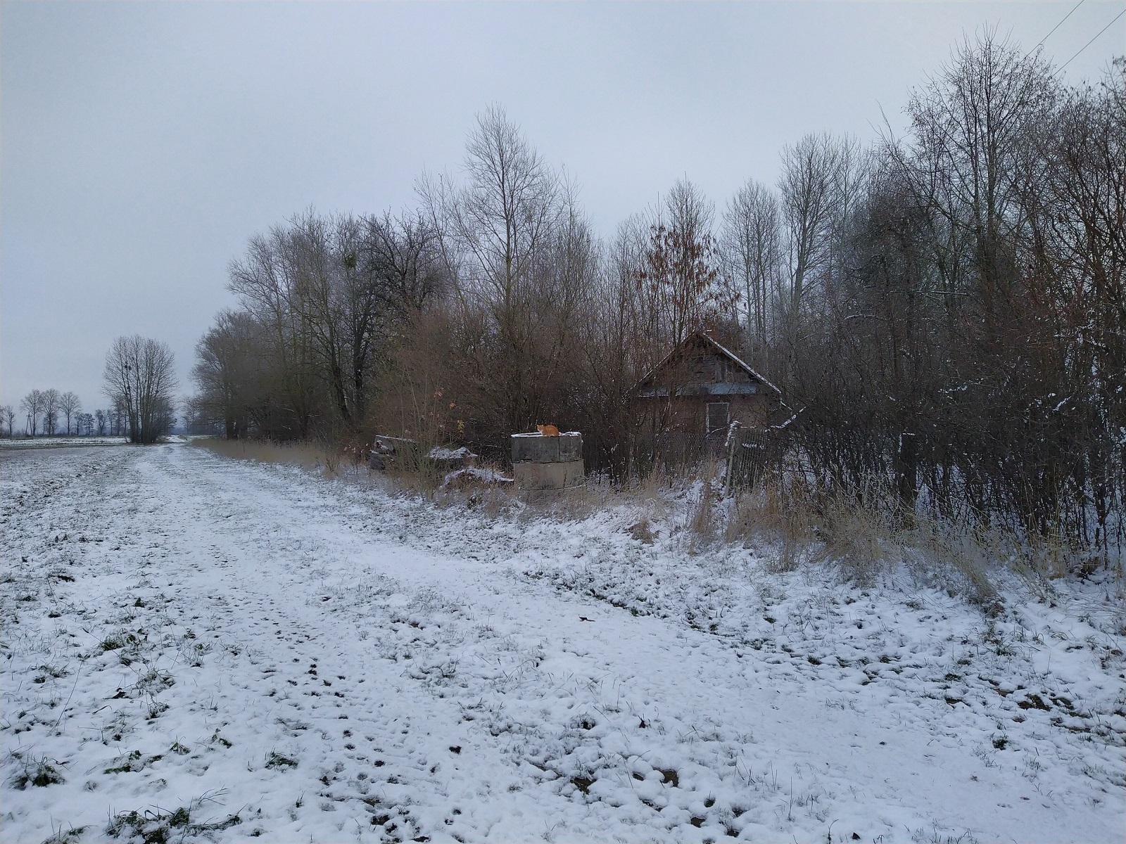 Początek zimy na Podlasiu 22.11.2022, foto Ludmiła Łabowicz