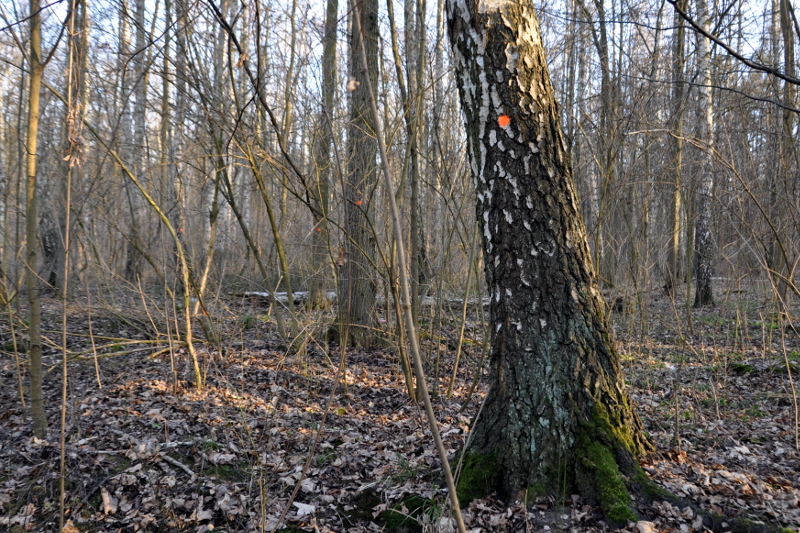 Drzewa przeznaczone do wycinki w Lesie Zwierzynieckim, fot. Adam Janczewski