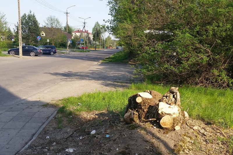 Augustów:  Radykalna "przycinka" drzew zgłoszona do prokuratury