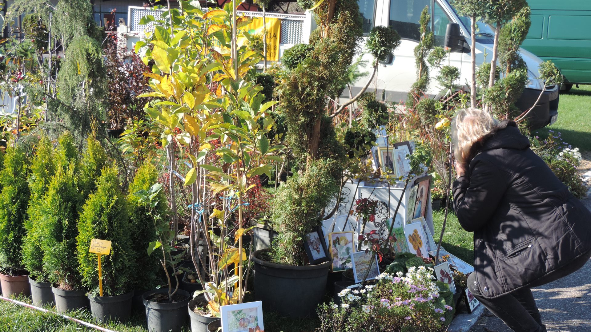 Targi ogrodnicze w Szepietowie - moc sadzonek krzewów owocowych i ozdobnych