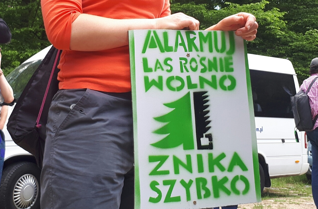 Ekolodzy w Puszczy Białowieskiej sprzeciwiają się jej wycince, fot. Ryszard Minko