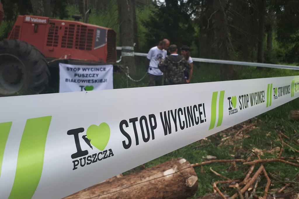 Protest aktywistów Greenpeace i Dzikiej Polski w Puszczy Białowieskiej, fot. Ryszard Minko