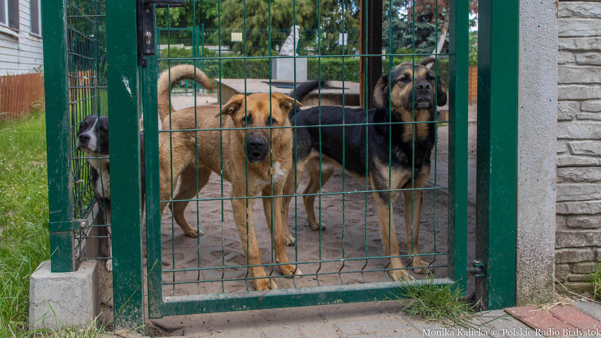 Wolontariusze odwiedzają psy w białostockim schronisku, fot. Monika Kalicka