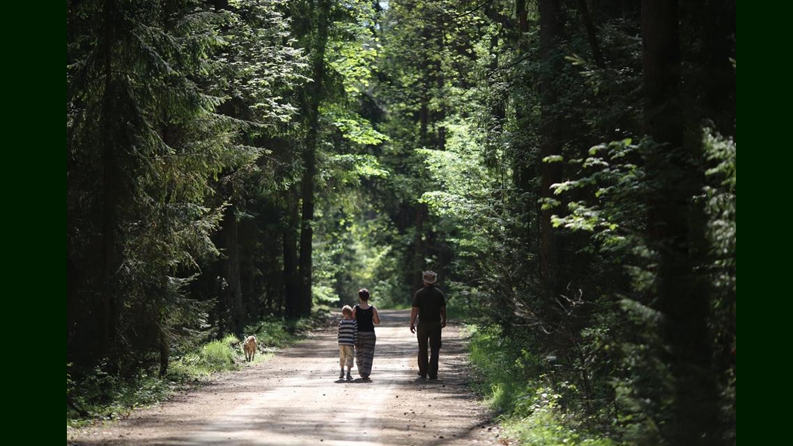 Ścieżka leśno-przyrodnicza "Osuszek", źródło: Nadleśnictwo Bielsk, Lasy Państwowe