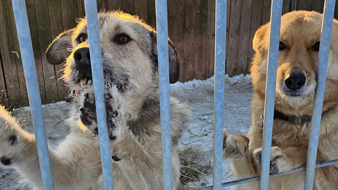 Duże zainteresowanie adopcjami psów ze schroniska „Sonieczkowo” pod Augustowem