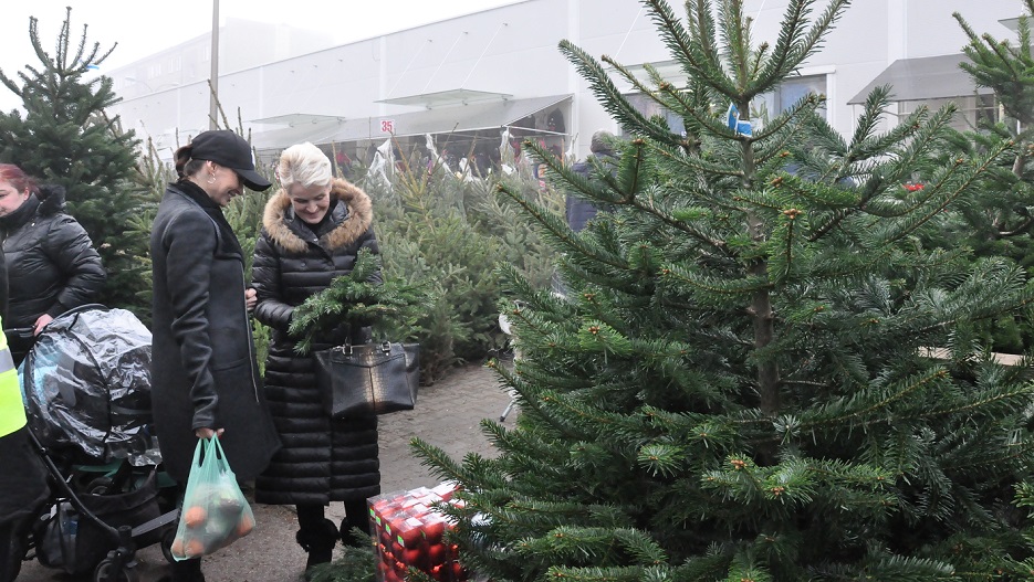 Ceny choinek utrzymują się w tym roku w Suwałkach na podobnym poziomie do ubiegłorocznego