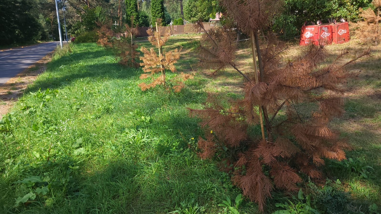 Na ulicy Studzienicznej w Augustowie straszą wyschnięte sosny