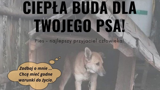 To szansa, aby poprawić warunki życia wiejskich psów trzymanych na łańcuchu