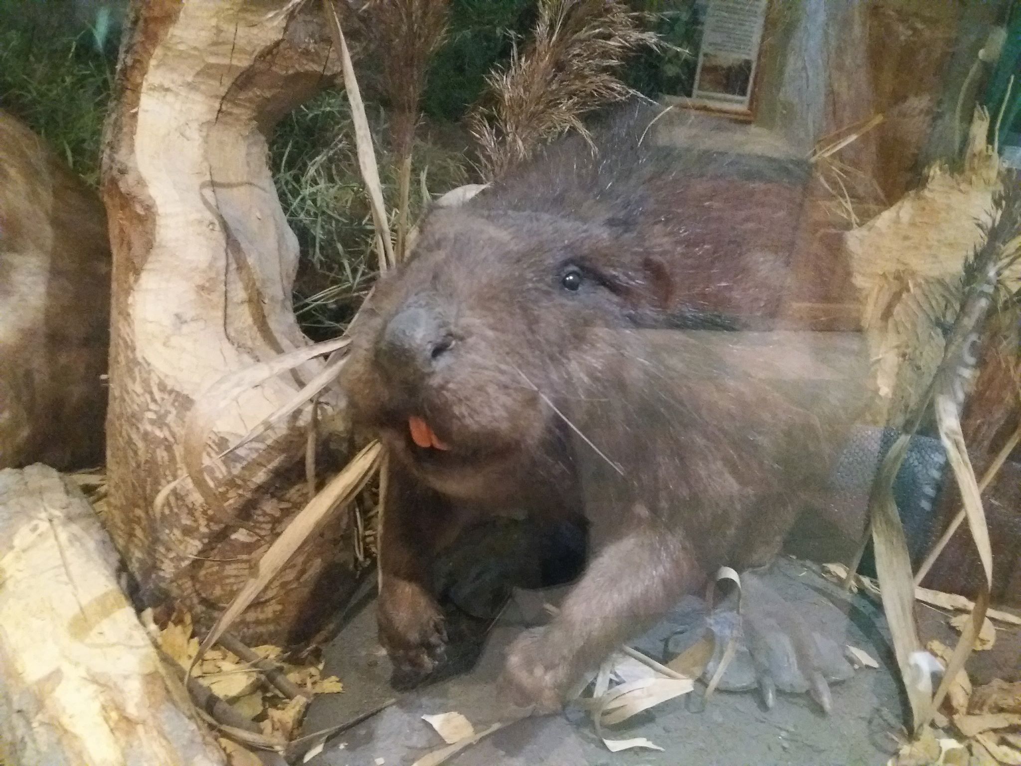 Uwięziony w studzience bóbr odzyskał wolność