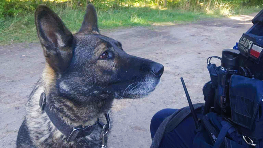 Policyjny pies Nika odnalazł w lesie zaginioną 19-latkę z Suwałk