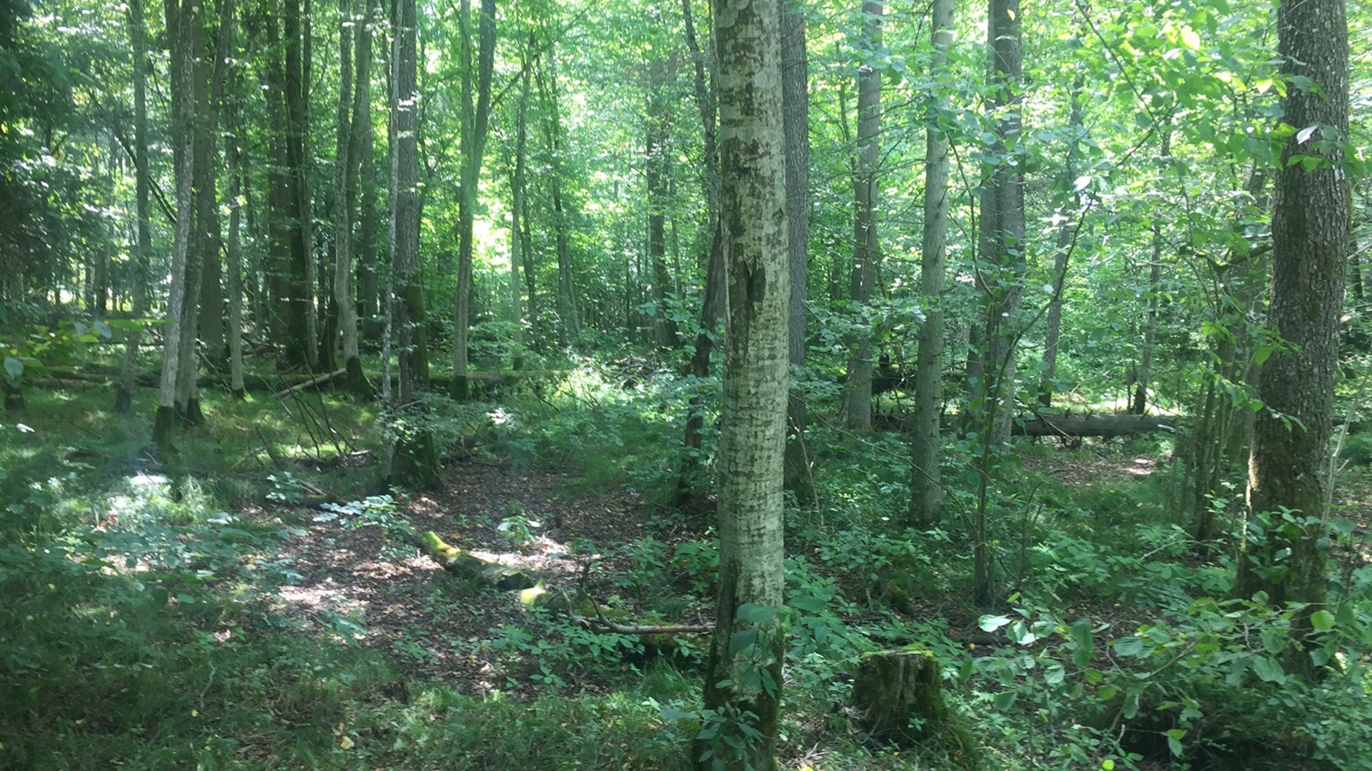 Topiło, Puszcza Białowieska, fot. Marcin Mazewski