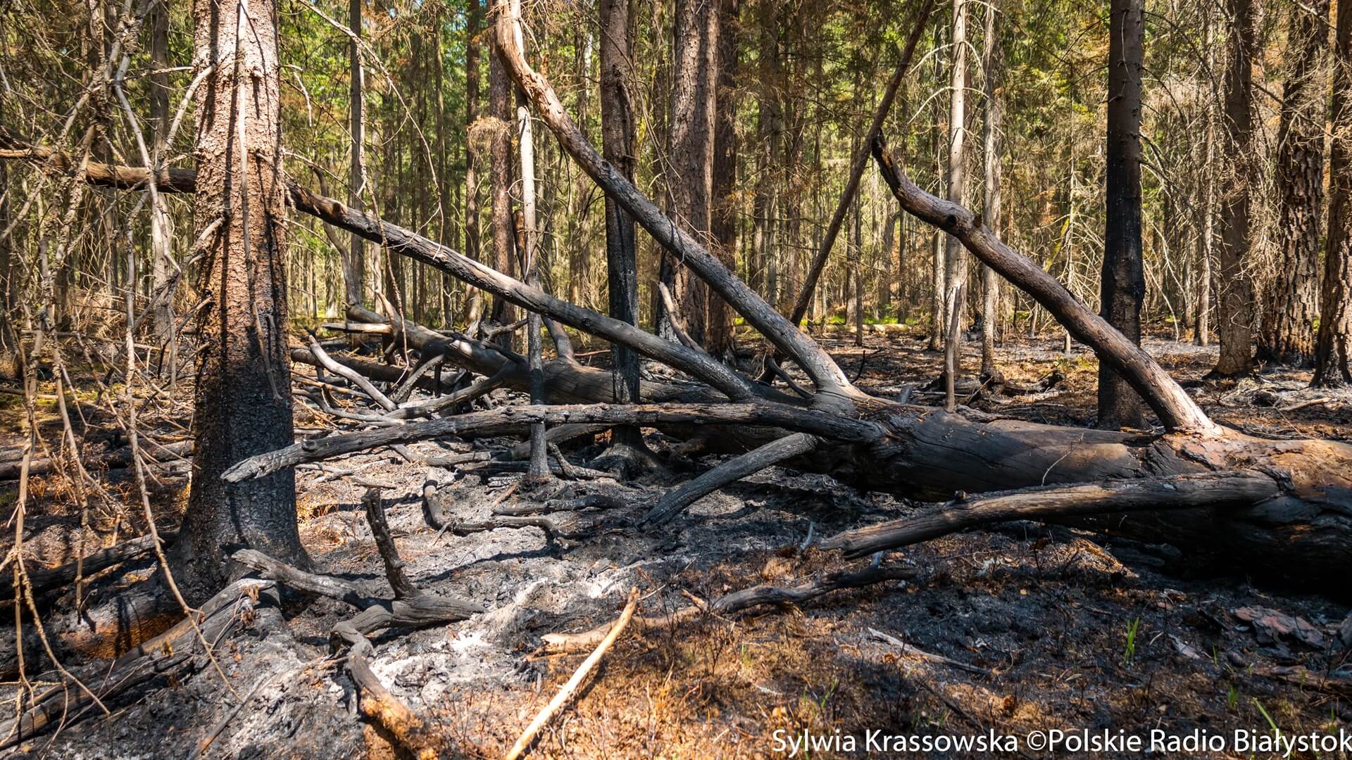 Pożaru lasu w leśnictwie Topiło na terenie Rezerwatu Starzyna, fot. Sylwia Krassowska