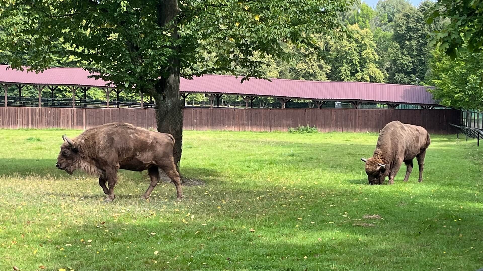 Rezerwat Pokazowy Żubrów Białowieskiego Parku Narodowego, fot. Gabriela Lasota