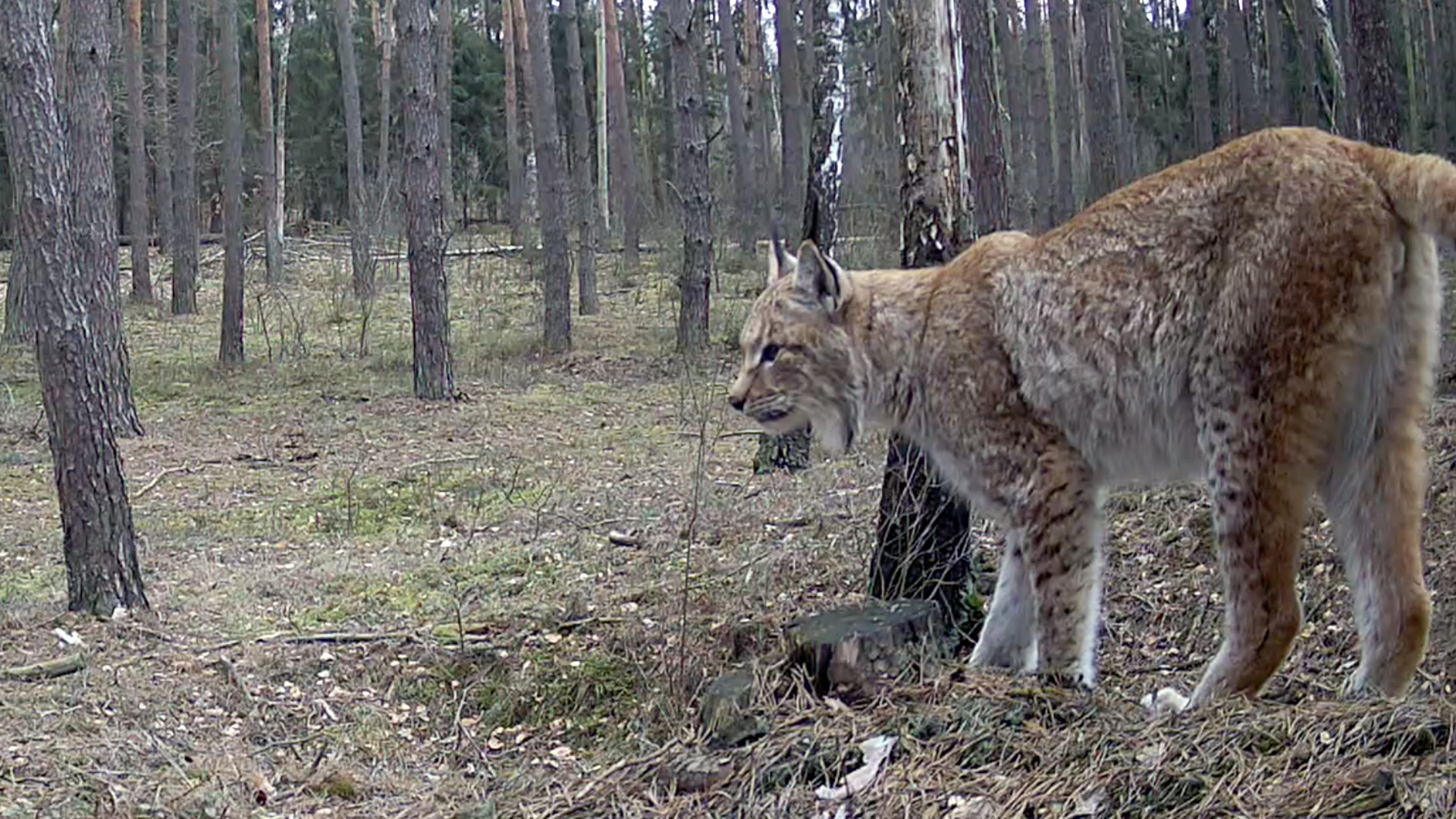 Rysie nad Biebrzą będą dokładnie policzone