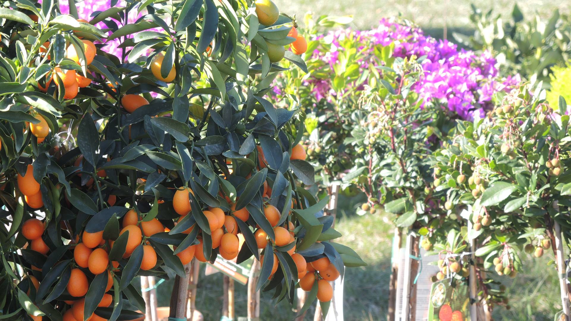 Ogrodnicze święto w Szepietowie - sadzonki, kwiaty i rodzinne atrakcje [zdjęcia]