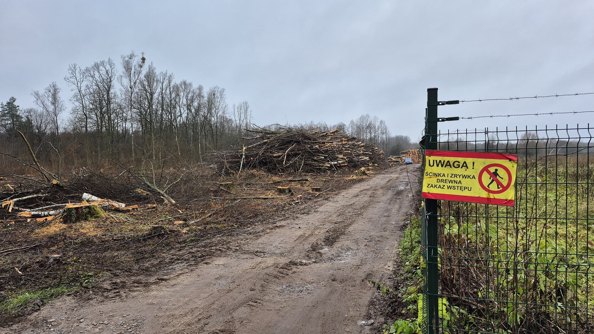 Znaczna wycinka Lasu Solnickiego? A nie, to tylko przerzedzanie drzewostanu