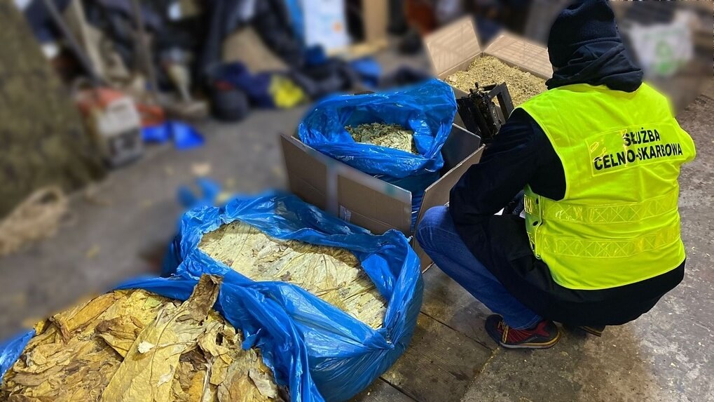 Nielegalny tytoń, susz i maszyna do cięcia - właścicielowi grozi wysoka grzywna