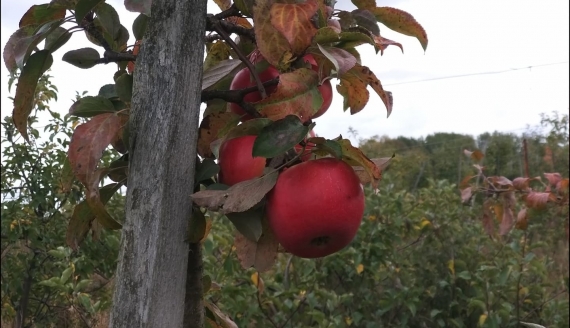 Patriotyzm konsumencki