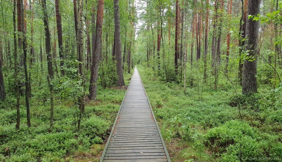 Biebrzański Park Narodowy, fot. Paweł Wądołowski