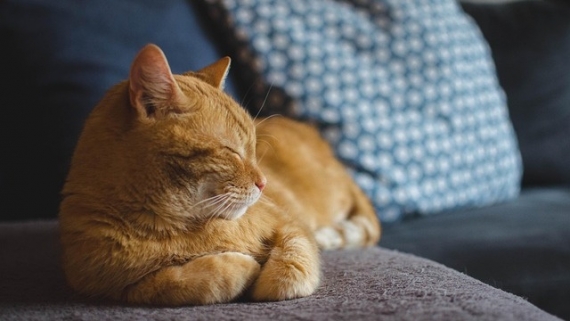 Transporter dla kota: na jaki się zdecydować?