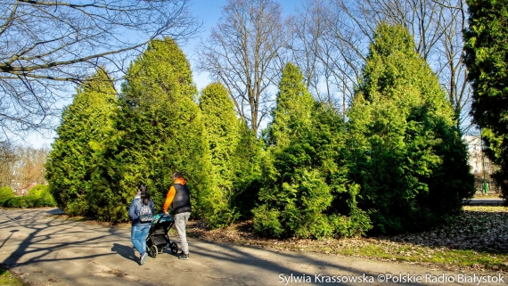 Czy to prawda że tuja to chwast, gatunek obcy w naszym krajobrazie, a do tego toksyczny?