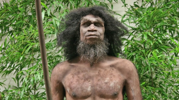 Model rekonstrukcji człowieka wyprostowanego - Homo erectus, źródło: Uniwersyteckie Centrum Przyrodnicze