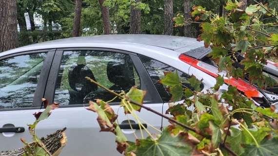 Silny wiatr powalił drzewo na ul. Wołodyjowskiego, 11.09.2025, fot. Edyta Wołosik