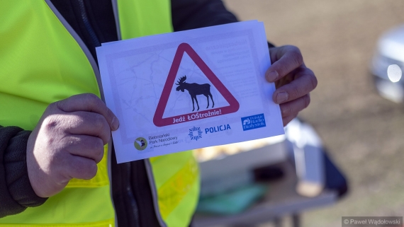 Akcja "Jedź ŁOŚtrożnie", 19.03.2025, fot. Paweł Wądołowski