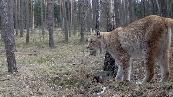 Jeden z rysiów w Biebrzańskim Parku Narodowym, 8.12.2025, fot. BPN