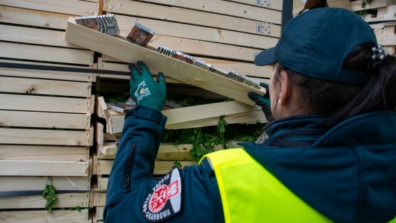 Przemyt 50 tys. paczek białoruskich papierosów w pietruszce, 27.11.2025, źródło: Podlaska KAS