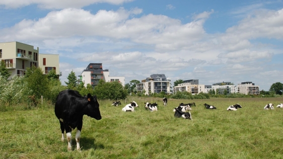 Źródło: Pixabay, fot. FranckSeuret