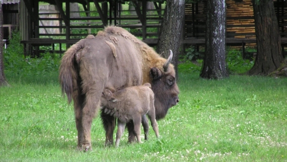 Rezerwat Pokazowy Żubrów, źródło: bnp.gov.pl