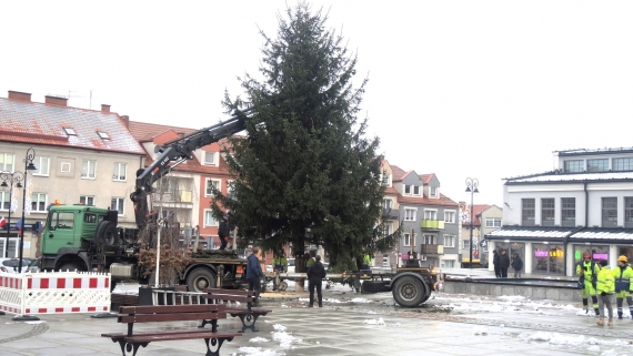 Choinka miejska stanęła w Łomży, fot Adam Dąbrowski