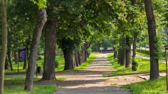 Dzień Drzewa – o zieleni w mieście, o naszym wspólnym oddechu