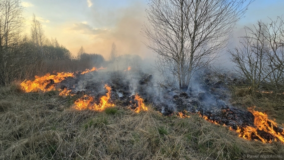 Pożar w Biebrzańskim Parku Narodowym, 20.04.2025, fot. Paweł Wądołowski