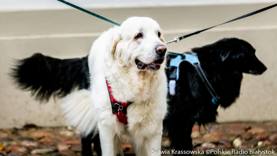 "Parada Adopciaków" w Białymstoku, 18.10.2025, fot. Sylwia Krassowska
