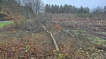 Las Solnicki, wycinka, fot. Wojciech Szubzda