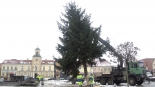 Choinka miejska stanęła w Łomży, fot Adam Dąbrowski