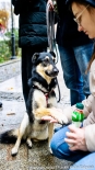"Parada Adopciaków" w Białymstoku, 18.10.2025, fot. Sylwia Krassowska
