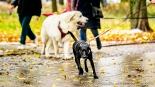 "Parada Adopciaków" w Białymstoku, 18.10.2025, fot. Sylwia Krassowska