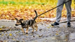 "Parada Adopciaków" w Białymstoku, 18.10.2025, fot. Sylwia Krassowska
