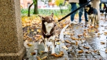 "Parada Adopciaków" w Białymstoku, 18.10.2025, fot. Sylwia Krassowska