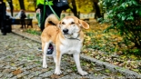 "Parada Adopciaków" w Białymstoku, 18.10.2025, fot. Sylwia Krassowska