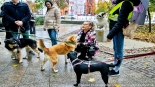 "Parada Adopciaków" w Białymstoku, 18.10.2025, fot. Sylwia Krassowska