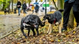 "Parada Adopciaków" w Białymstoku, 18.10.2025, fot. Sylwia Krassowska
