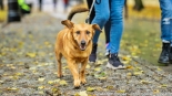"Parada Adopciaków" w Białymstoku, 18.10.2025, fot. Sylwia Krassowska